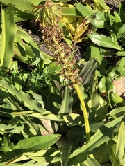 Eucomis