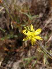 Bulbine favosa
