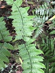 Diplazium doederleinii