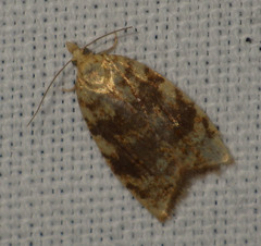 Aleimma loeflingiana