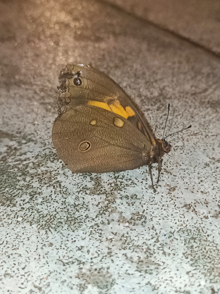 Brassolis granadensis
