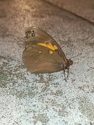 Brassolis granadensis
