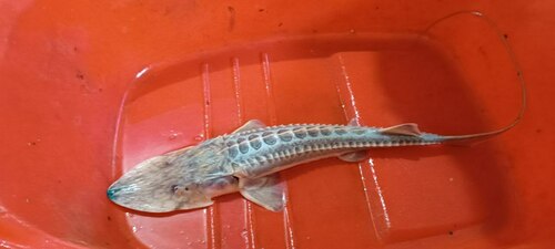 Amu Darya shovelnose sturgeon (Pseudoscaphirhynchus kaufmanni) — Acipenseridae — 5