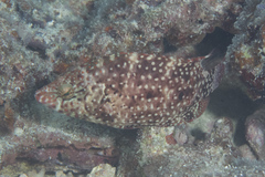 Cheilinus chlorourus