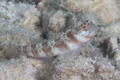 Amblyeleotris periophthalmus