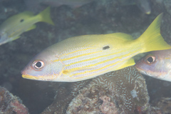 Lutjanus fulviflamma