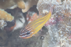 Ostorhinchus properuptus