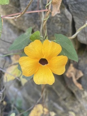 Thunbergia alata image