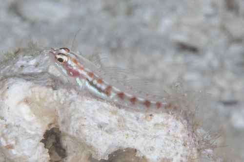 Signalfin dwarfgoby (Eviota sigillata) — Gobiidae — 4