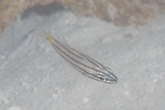 Cheilodipterus isostigma