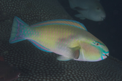 Chlorurus japanensis