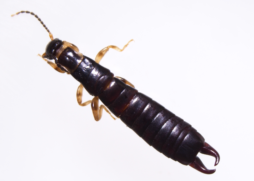 Euborellia annulata