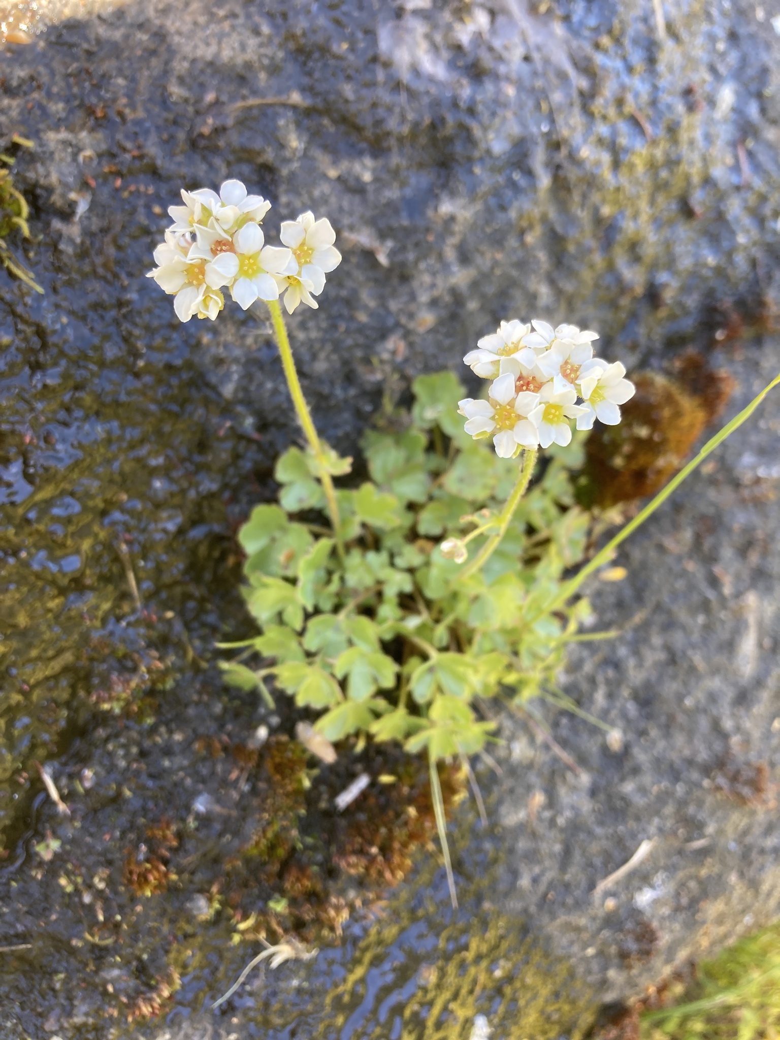 Suksdorfia ranunculifolia
