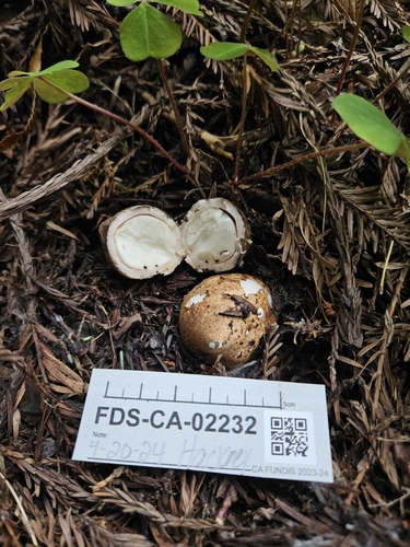 Geastrum