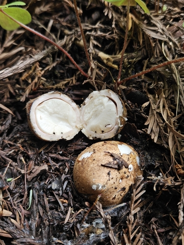 Geastrum (Photo 2 of 4)