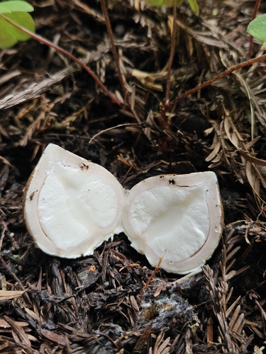 Geastrum (Photo 3 of 4)
