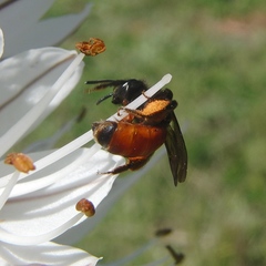 Andrena sardoa