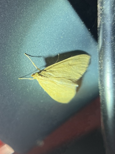 Smartweed Borer Moth photo 2