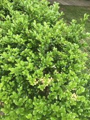 Ilex maximowicziana