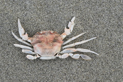 Nectocarcinus