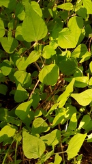 Parietaria debilis