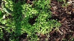 Parietaria debilis