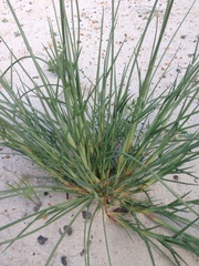 Cladoraphis cyperoides