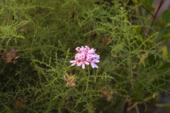 Pelargonium denticulatum