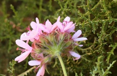 Pelargonium denticulatum