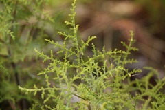 Pelargonium denticulatum
