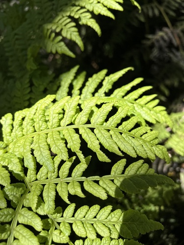 Marattia douglasii observed 2024-04-22