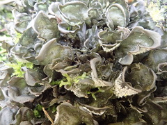 Leptogium malmei
