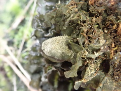 Leptogium malmei