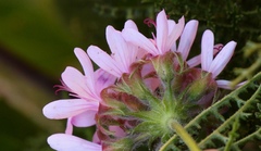 Pelargonium denticulatum