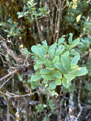 Vaccinium calycinum observed 2024-04-22