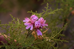 Pelargonium denticulatum