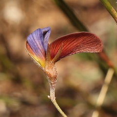 Lotononis filiformis