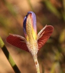 Lotononis filiformis