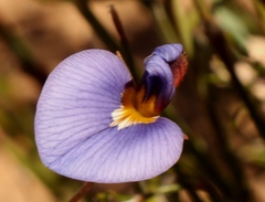 Lotononis filiformis