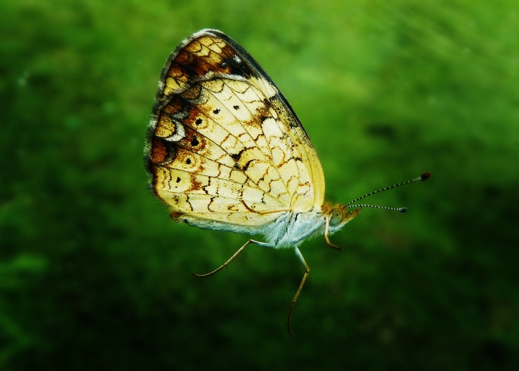 Pearl Crescent from Bronson, IA 51007, USA on August 4, 2015 at 04:35 ...