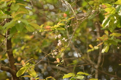 Cratoxylum formosum