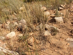 Lotononis filiformis