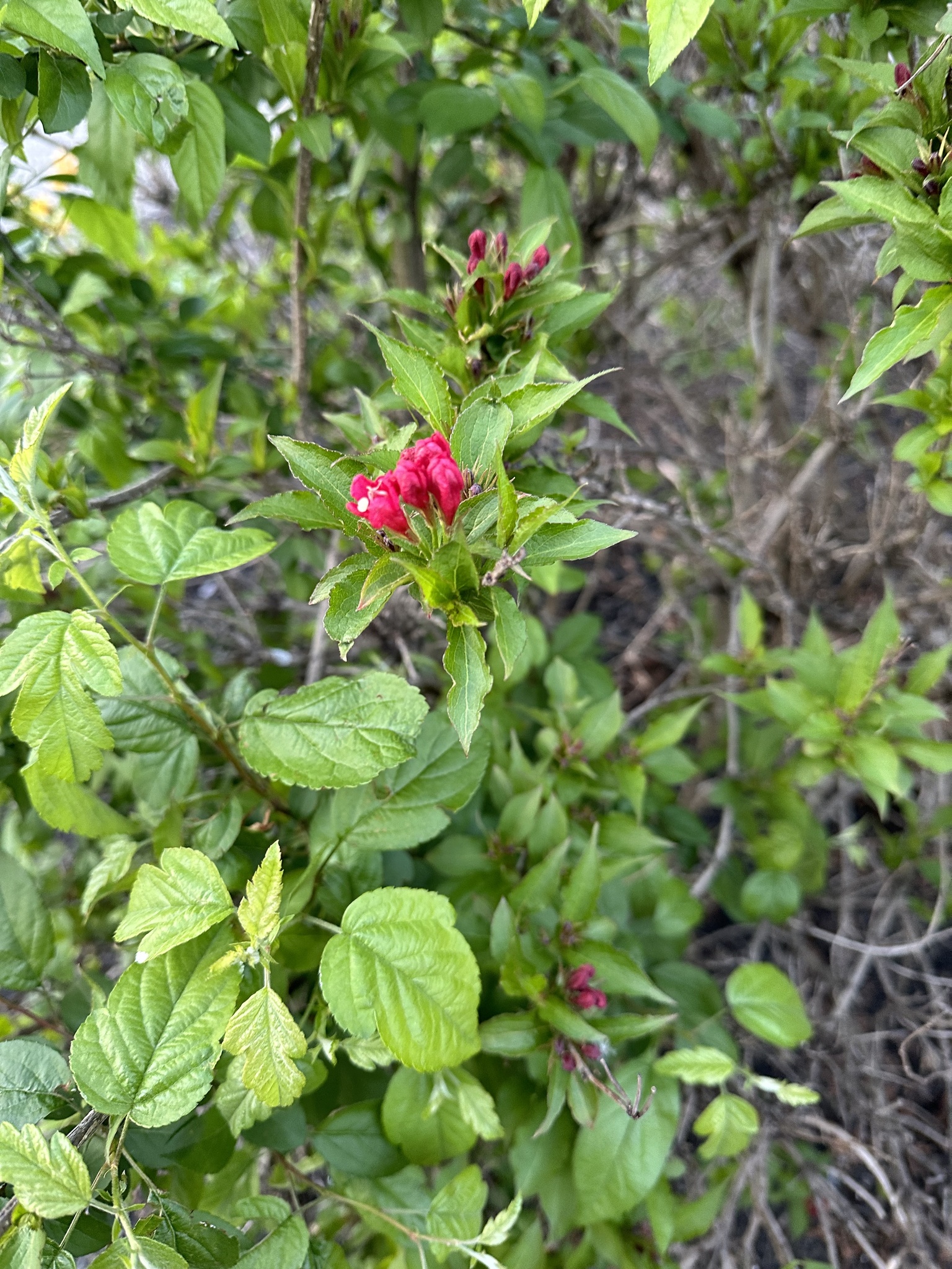Imagem de Weigela florida