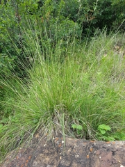 Eriochloa sericea
