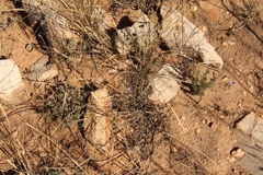 Lotononis filiformis