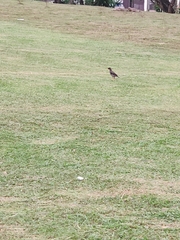 Acridotheres javanicus