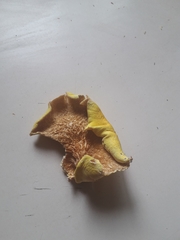 Pleurotus citrinopileatus