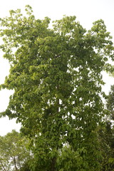 Pterygota alata