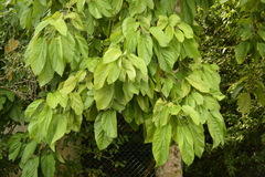 Pterygota alata