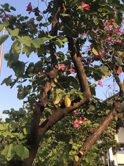Bauhinia × blakeana